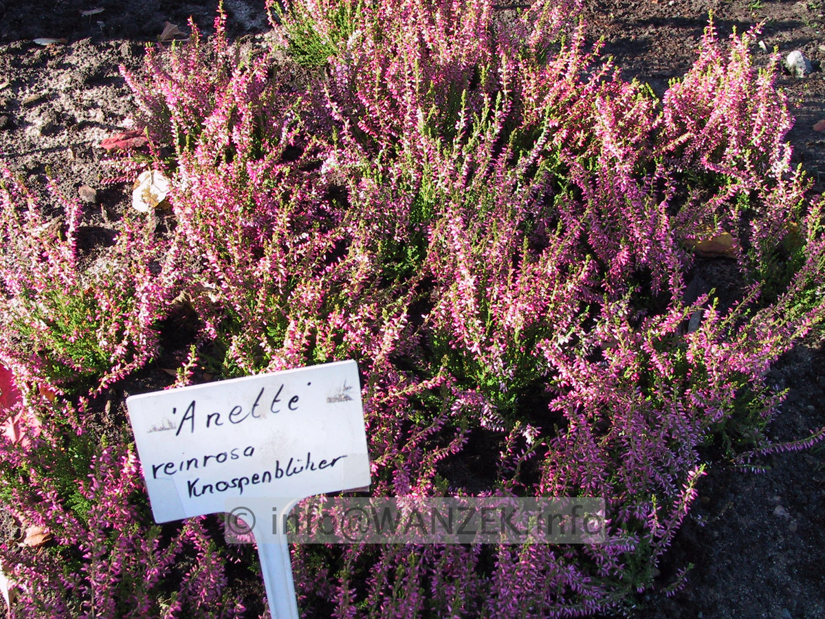 Calluna vulgaris Anette 01.JPG